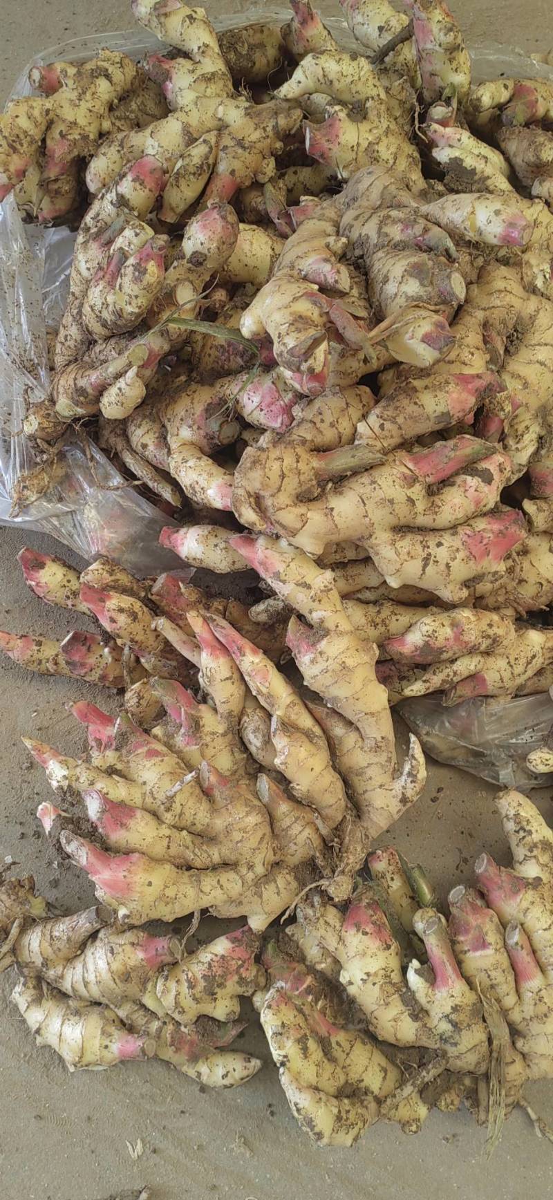 红芽嫩姜产地批发鲜姜大量上市大棚鲜姜货源充足