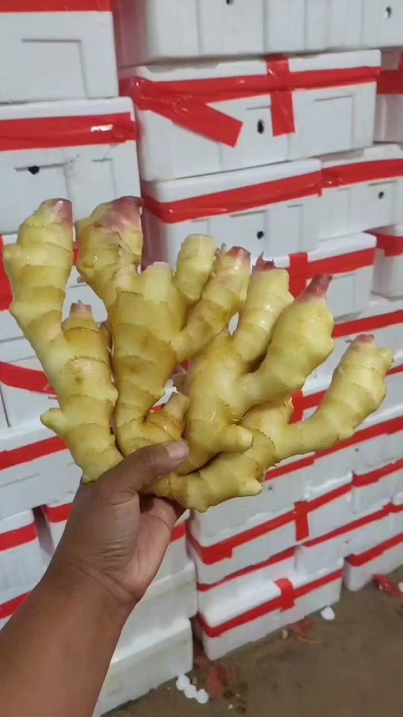 红芽嫩姜产地批发鲜姜大量上市大棚鲜姜货源充足
