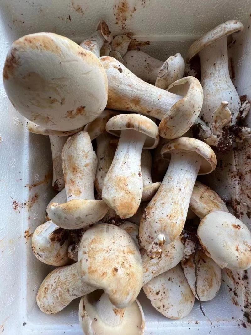 白松茸菌包覆土栽培切片哄干