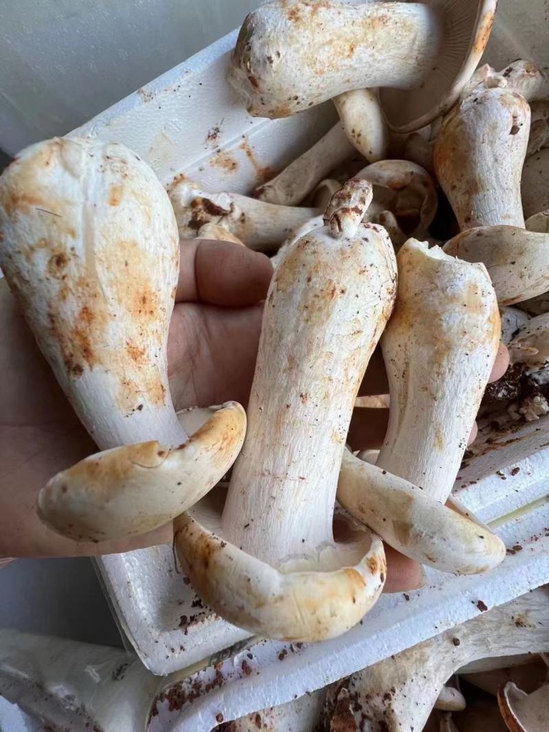 白松茸菌包覆土栽培切片哄干