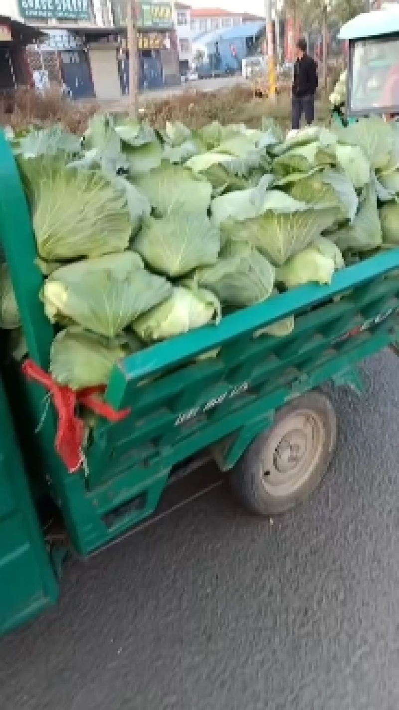 青萝卜，个头均匀，颜色好，产地直供有需要的老板联系我