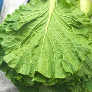 白菜叶饭包菜叶