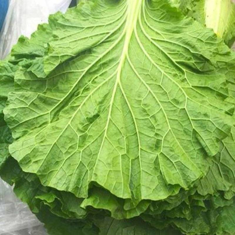 白菜叶饭包菜叶