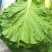 白菜叶饭包菜叶