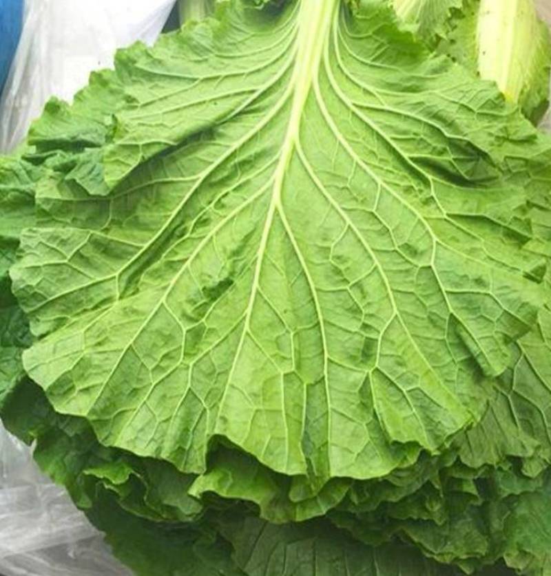 白菜叶饭包菜叶