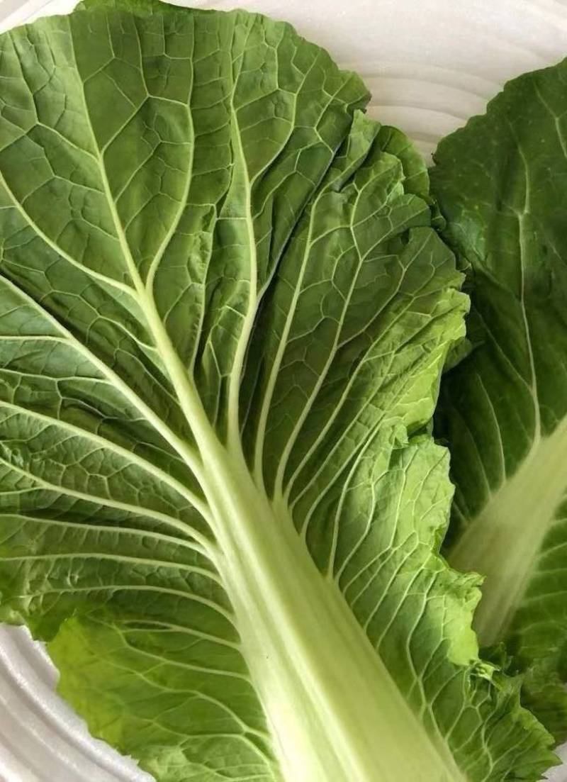 白菜叶饭包菜叶