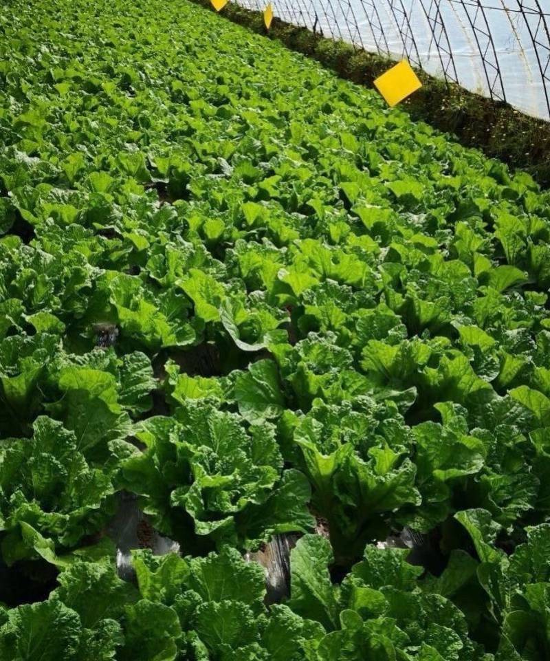白菜叶饭包菜叶