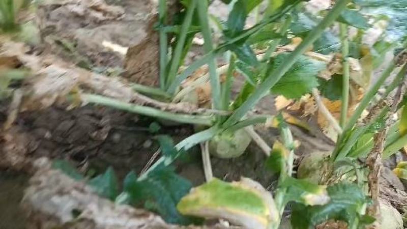 威县芥菜各大量上市中有需要联系我哦二本光头