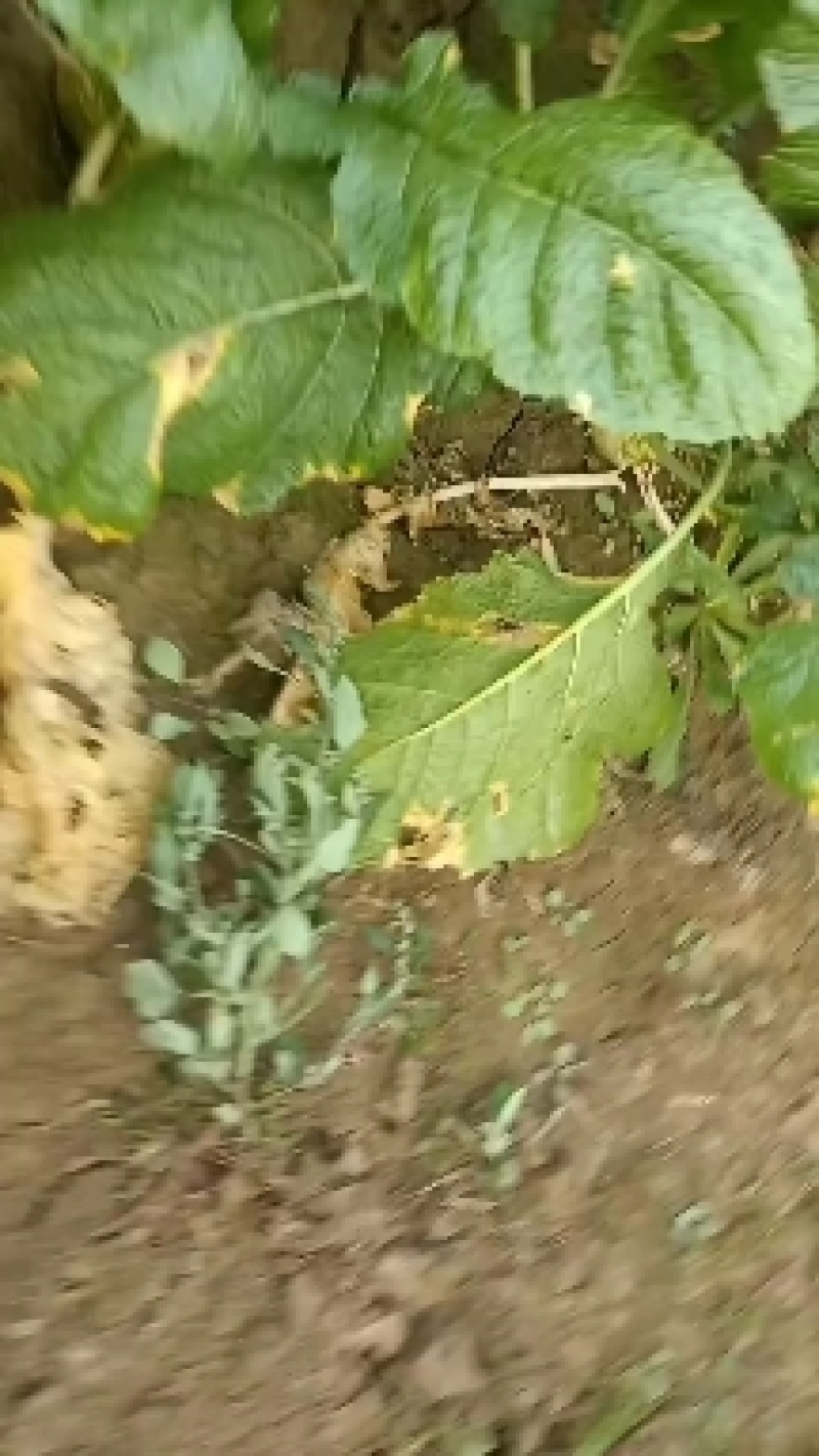 威县芥菜各大量上市中有需要联系我哦二本光头