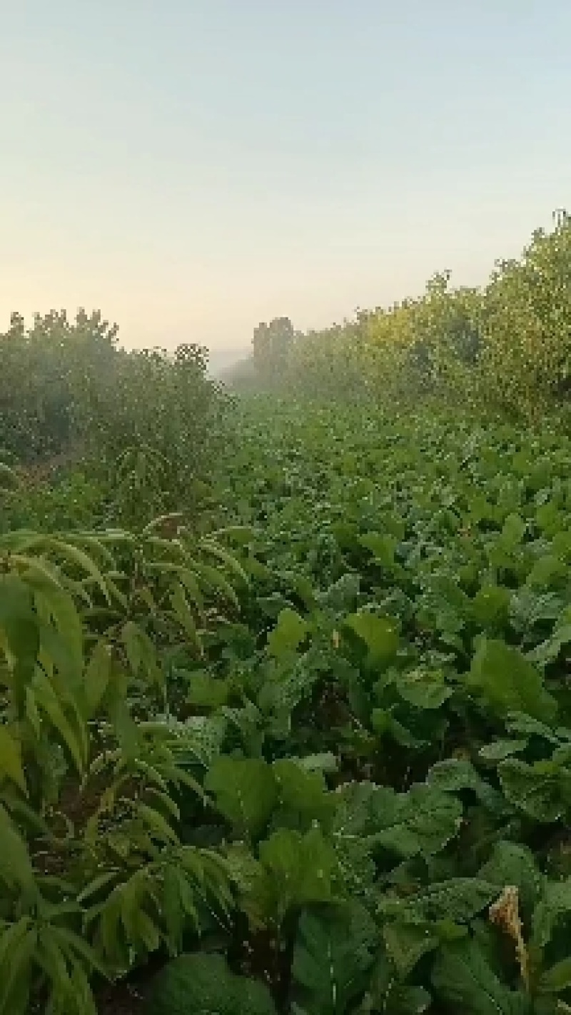 威县芥菜各大量上市中有需要联系我哦二本光头