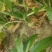 威县芥菜各大量上市中有需要联系我哦二本光头