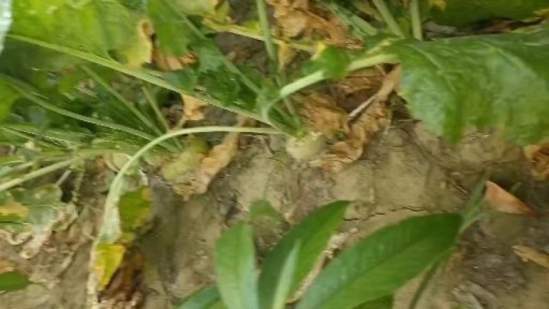 威县芥菜各大量上市中有需要联系我哦二本光头