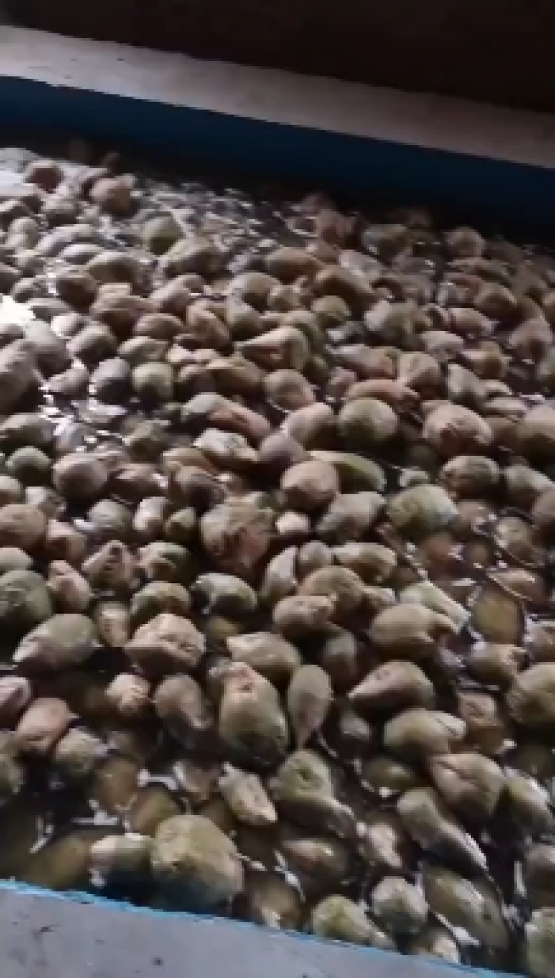 威县芥菜各大半成品出售，有10吨吨货出售