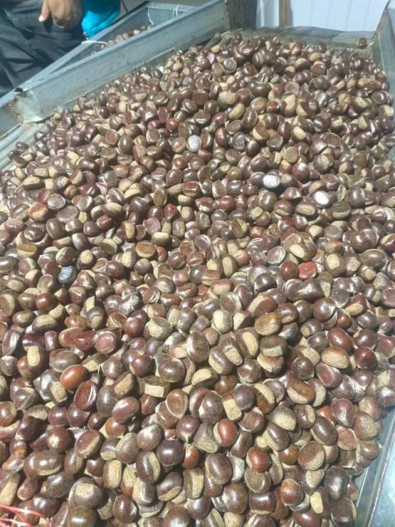 河北中期板栗质量保证