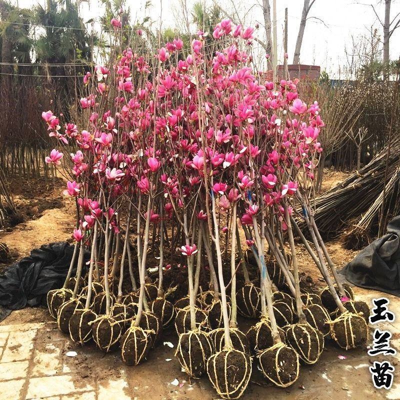 正品紫玉兰苗新品种娇红一号玉兰苗红白黄广玉兰嫁接苗包品种