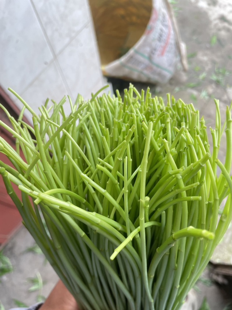 嫩藜蒿