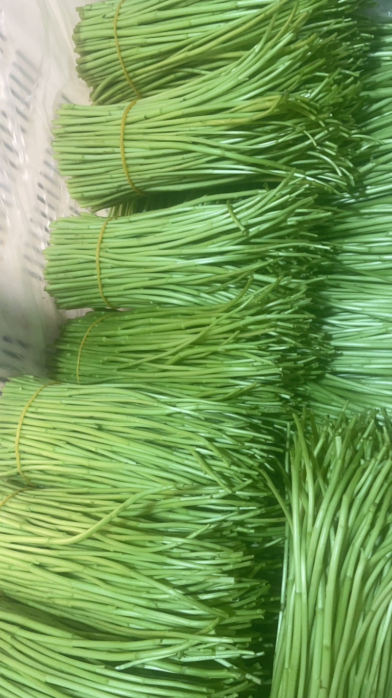嫩藜蒿