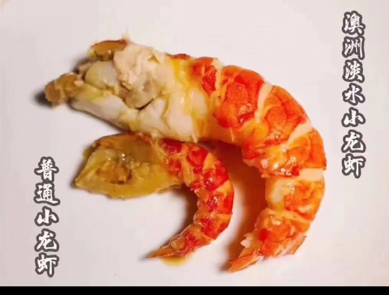 淡水澳龙淡水蓝龙澳洲淡水龙虾精品蓝龙空运直达