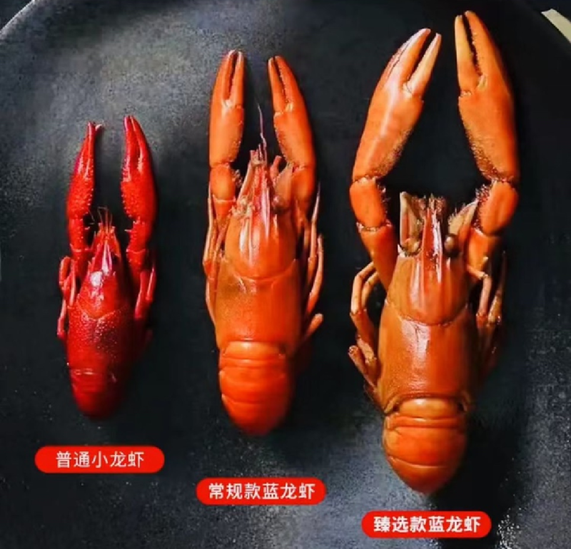 淡水澳龙淡水蓝龙澳洲淡水龙虾精品蓝龙空运直达