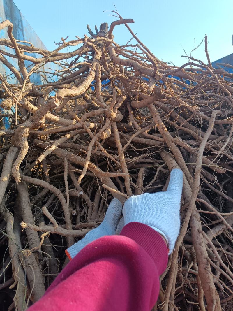 牡丹根鲜货出售