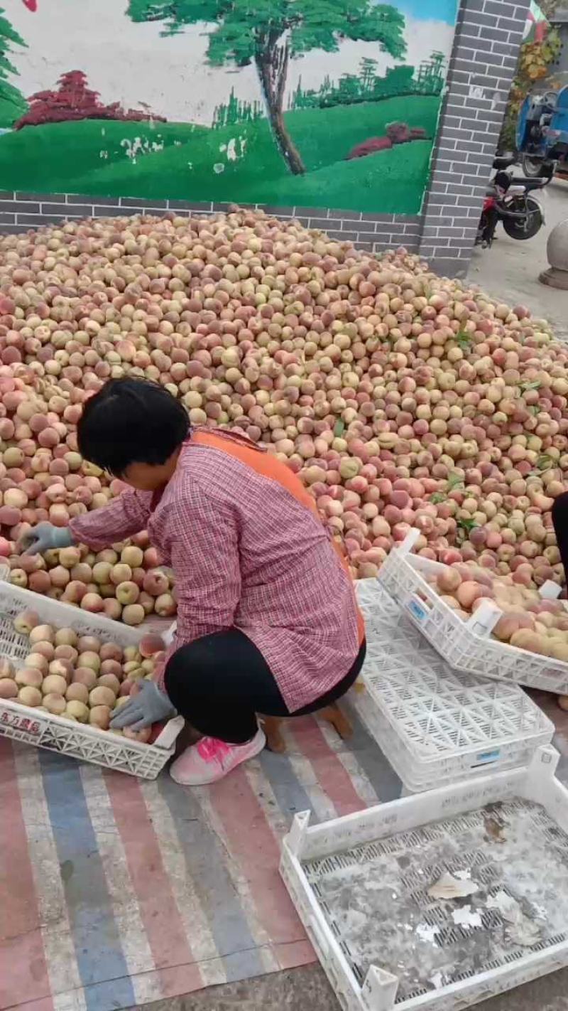 万亩精品冬桃大量供应，质量好，口感脆甜，产地直供欢迎订购