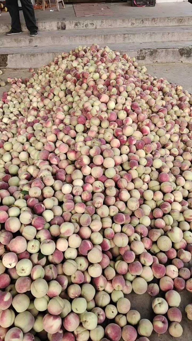 万亩精品冬桃大量供应，质量好，口感脆甜，产地直供欢迎订购