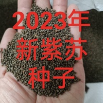 紫苏种子2023年新单面紫苏籽