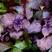 紫苏种子2023年新单面紫苏籽