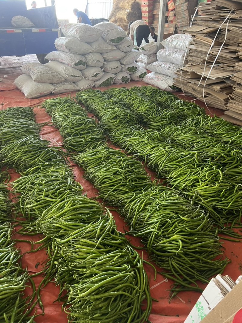 青条线椒，黑条线椒，黄条线椒，大棚辣椒，二荆条线椒。