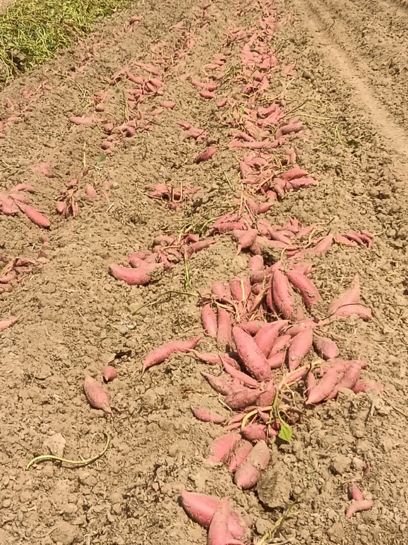 西瓜红红薯