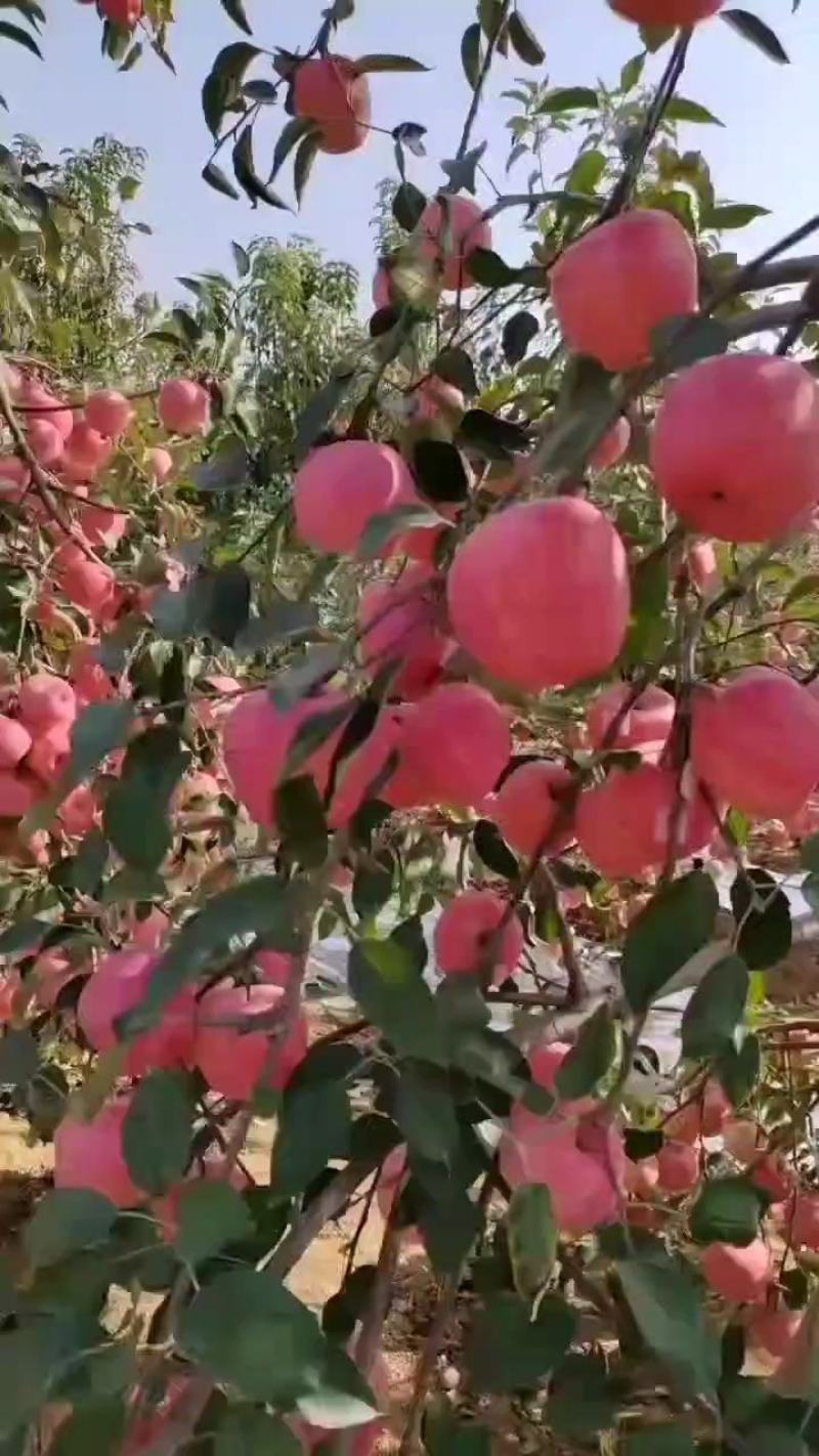 精品苹果辽宁绥中寒富苹果大量上市代发全国量大从优欢迎来电