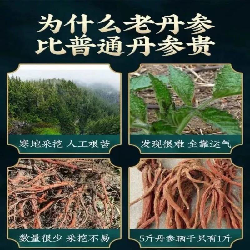 丹参野生中药材无硫云南紫丹参野生丹参