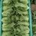 【推荐】精品意大利生菜质量保证，供货全国商超