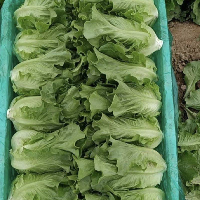 【推荐】精品意大利生菜质量保证，供货全国商超