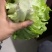 【推荐】精品意大利生菜质量保证，供货全国商超