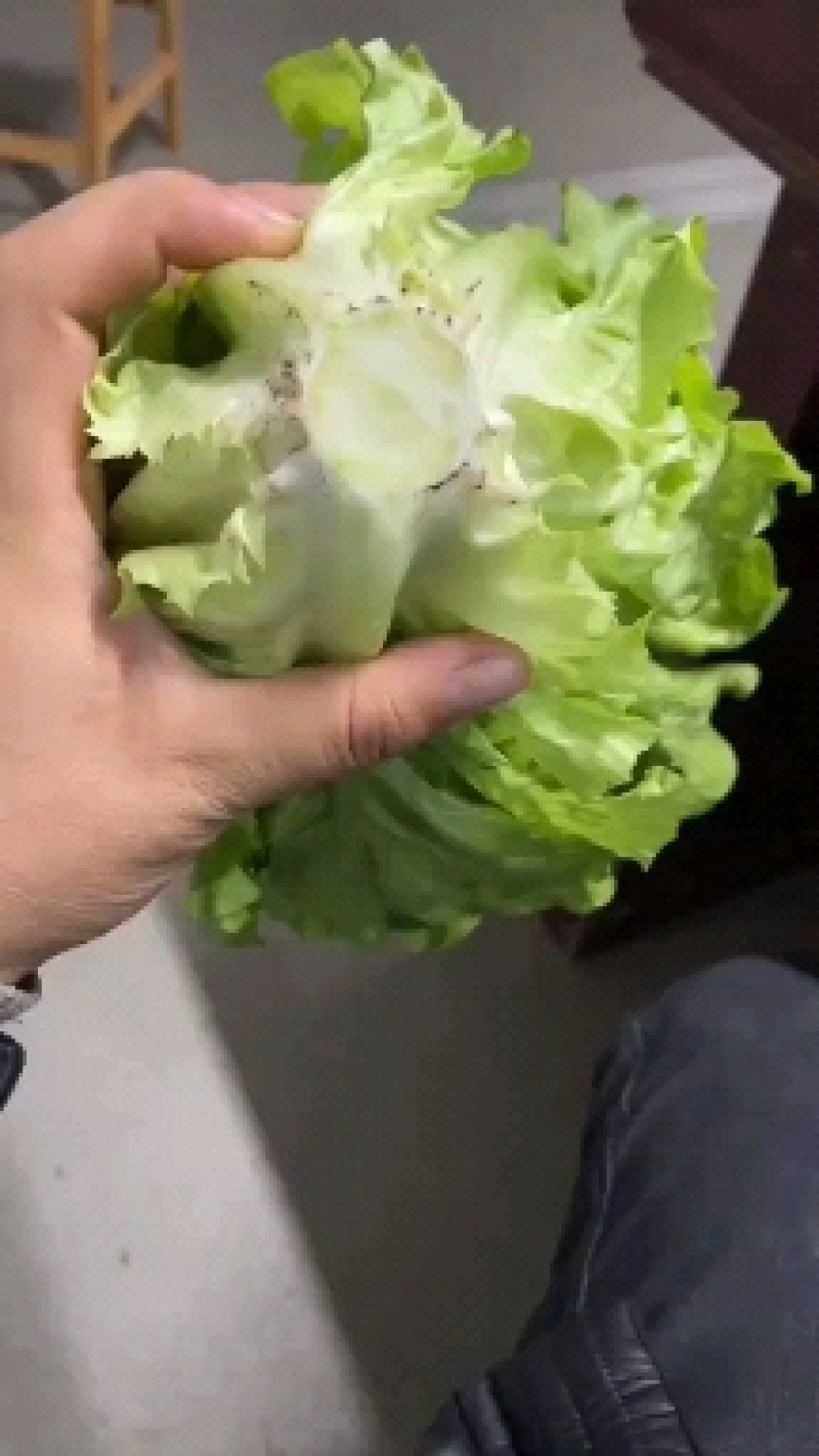 【推荐】精品意大利生菜质量保证，供货全国商超
