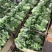 【推荐】精品意大利生菜质量保证，供货全国商超