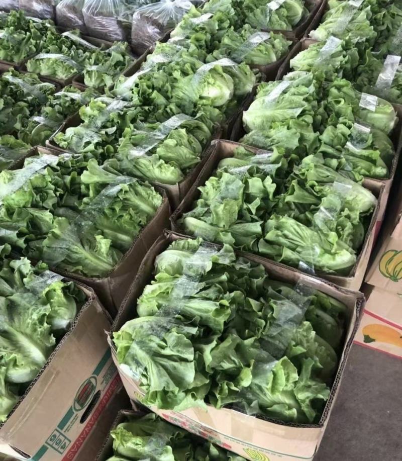 【推荐】精品意大利生菜质量保证，供货全国商超
