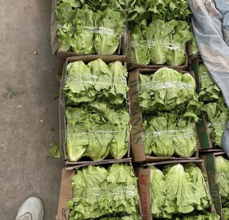 【推荐】精品意大利生菜质量保证，供货全国商超