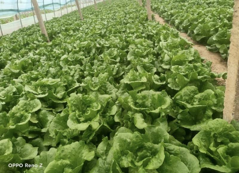 【推荐】精品意大利生菜质量保证，供货全国商超