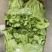【推荐】精品意大利生菜质量保证，供货全国商超
