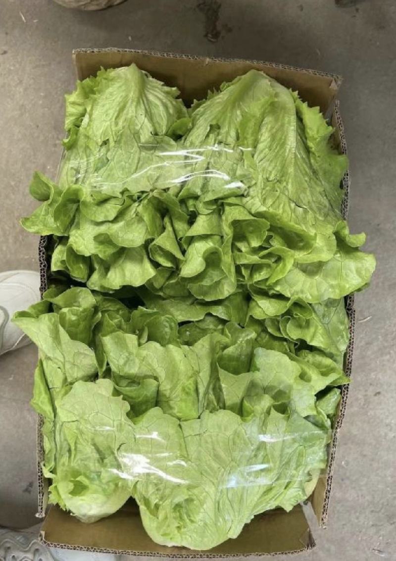 【推荐】精品意大利生菜质量保证，供货全国商超