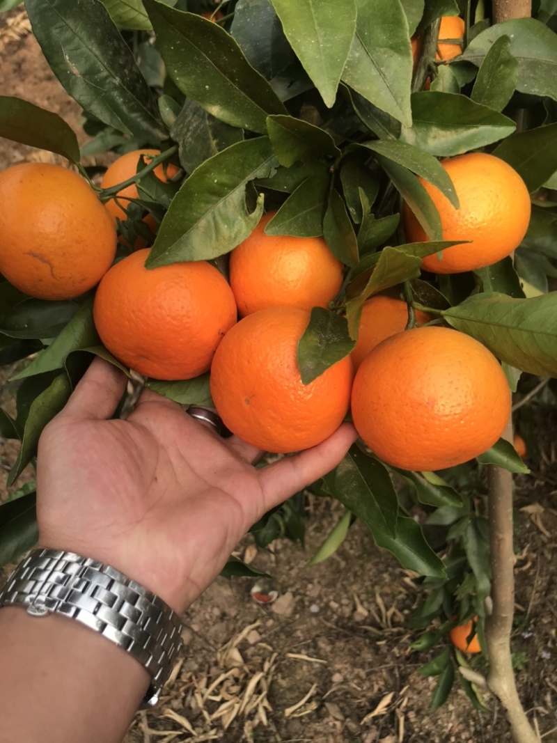 云南高原甜沃柑量大价格优惠