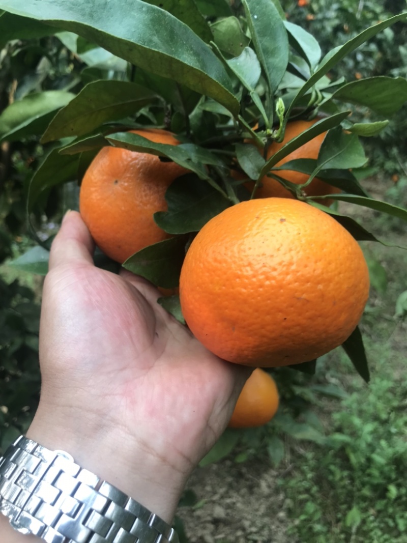 云南高原甜沃柑量大价格优惠