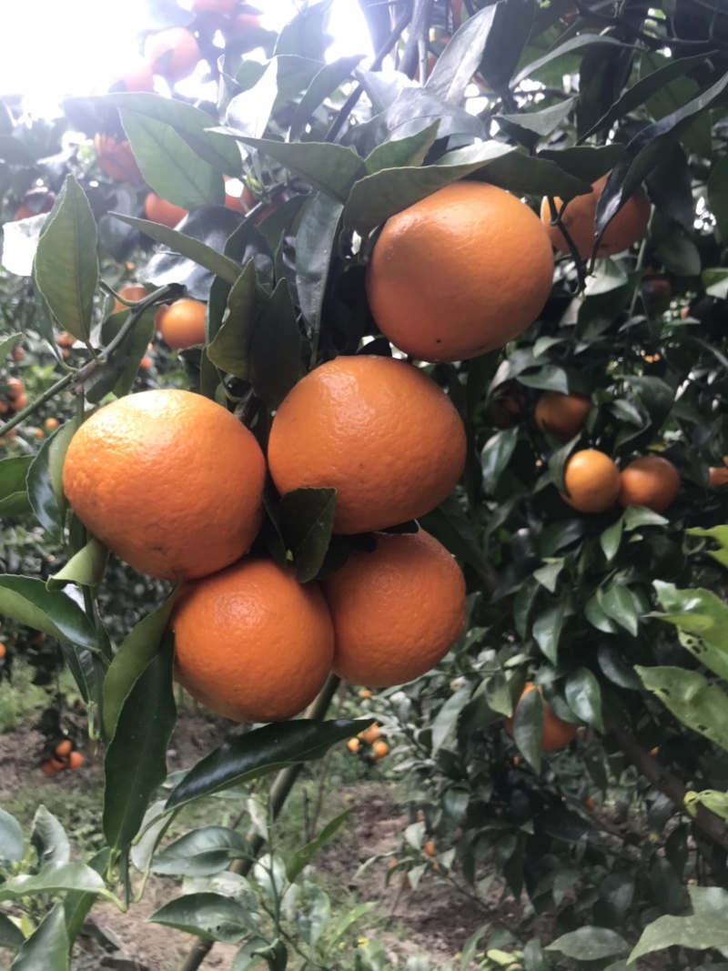 云南高原甜沃柑量大价格优惠