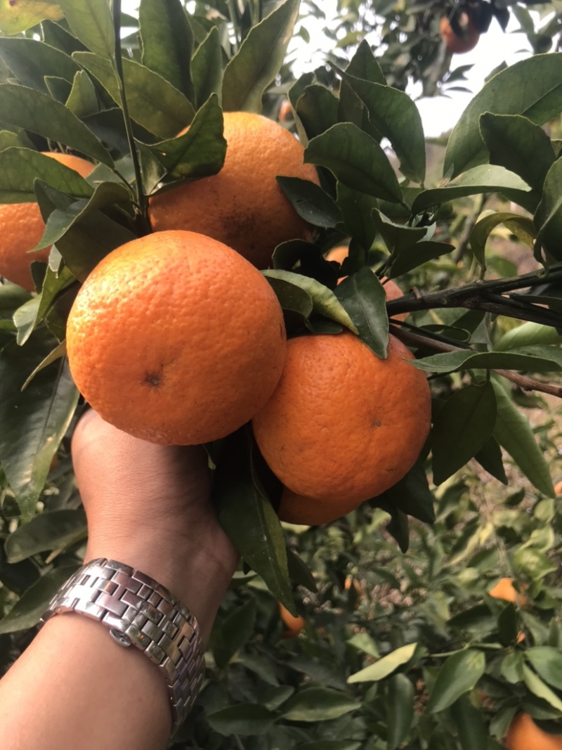 云南高原甜沃柑量大价格优惠