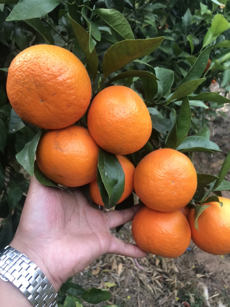 云南高原甜沃柑量大价格优惠