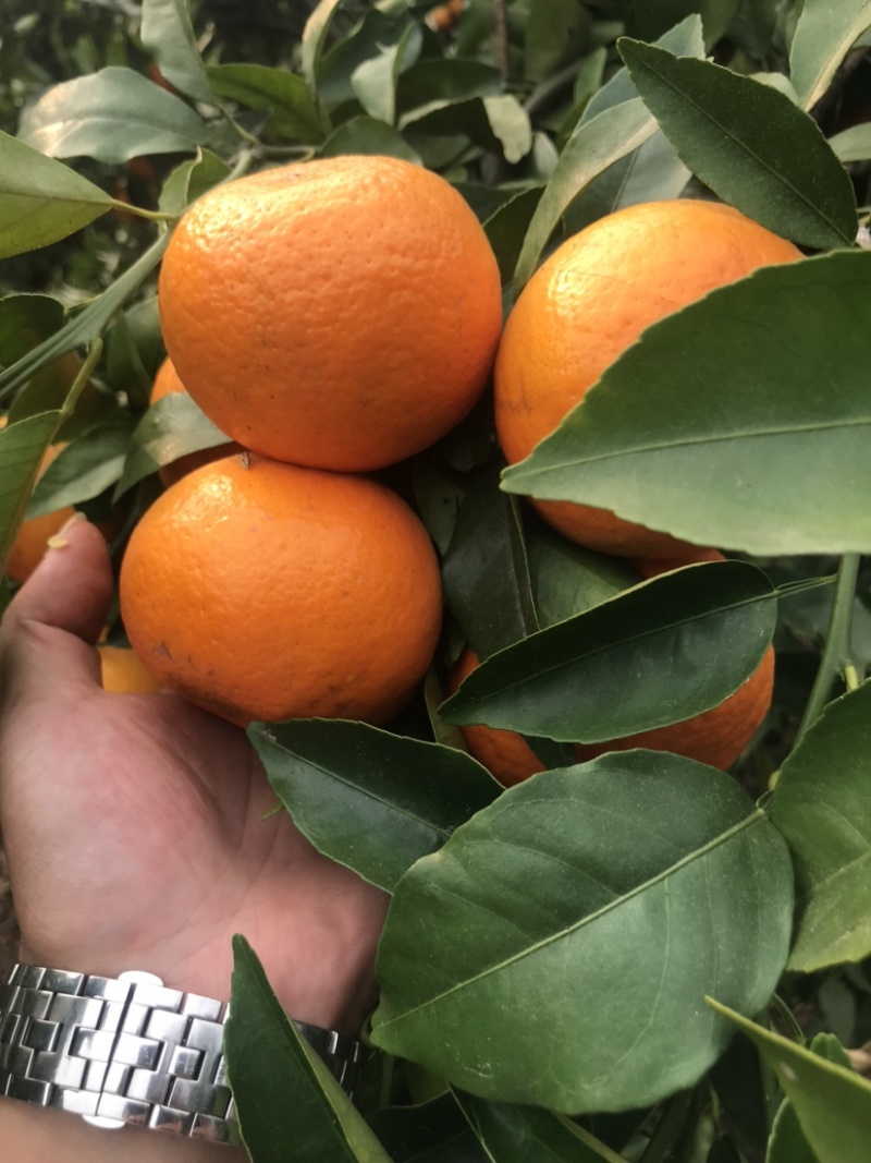 云南高原甜沃柑量大价格优惠