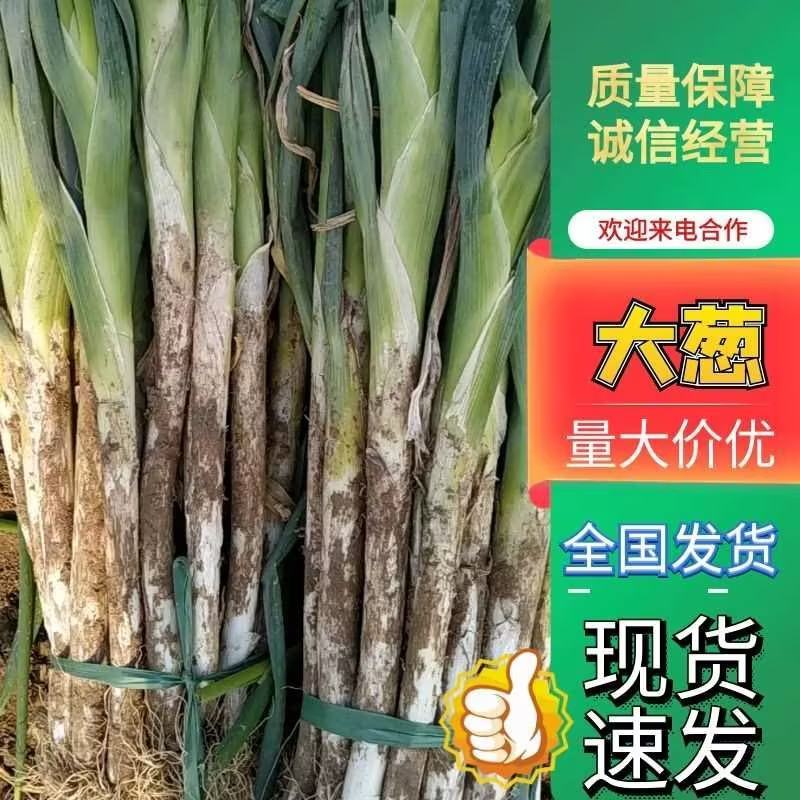 万亩精品大葱生产基地，可装半挂，代发全国诚信经营