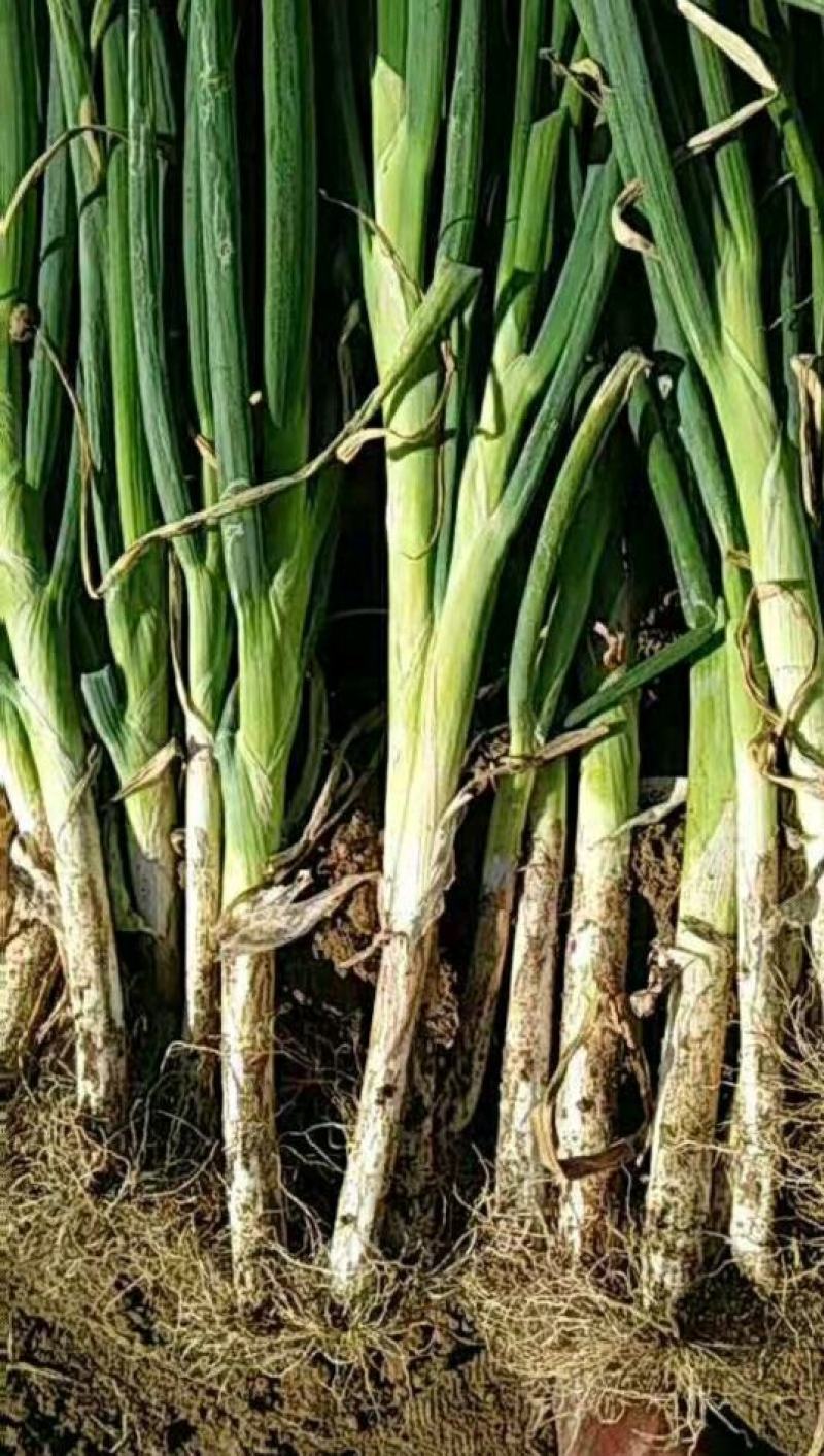 万亩精品大葱生产基地，可装半挂，代发全国诚信经营